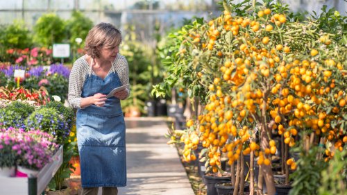 The Surprising Pruning Tip That Will Help Saplings Produce More Fruit