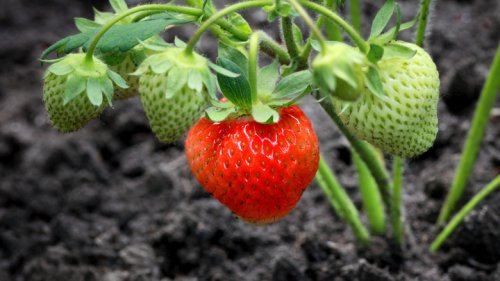 Why You'll Want To Reach For Coffee Grounds When Growing Strawberries