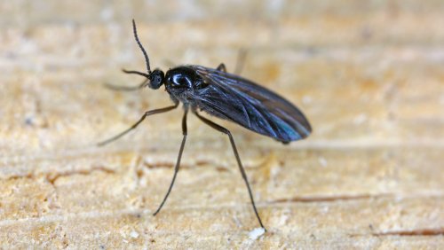 Use Cinnamon To Keep Fungus Gnats Out Of Your Home