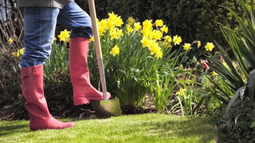 How Much Space Do You Need Between Daffodils, From House Digest's Professional Gardener