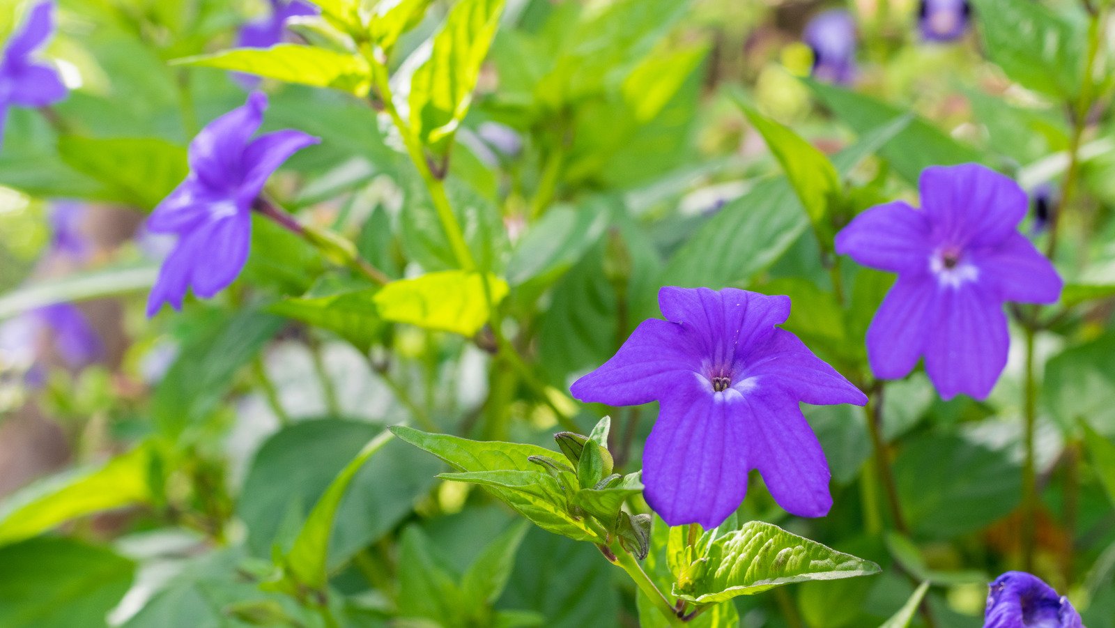 Our Gardener Says These 15 Purple Flowering Ground Covers Will Add Gorgeous Color To Your Yard