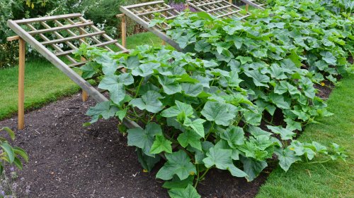 The Reason Why You're Much Better Off Growing Your Cucumbers Vertically