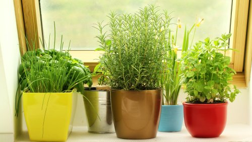 The 5 Best Indoor Herbs For Your Kitchen Garden