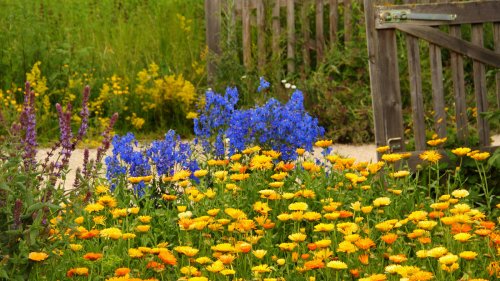 The Gorgeous Variety Of Calendula That Is Perfect For Filling Gaps In Your Garden