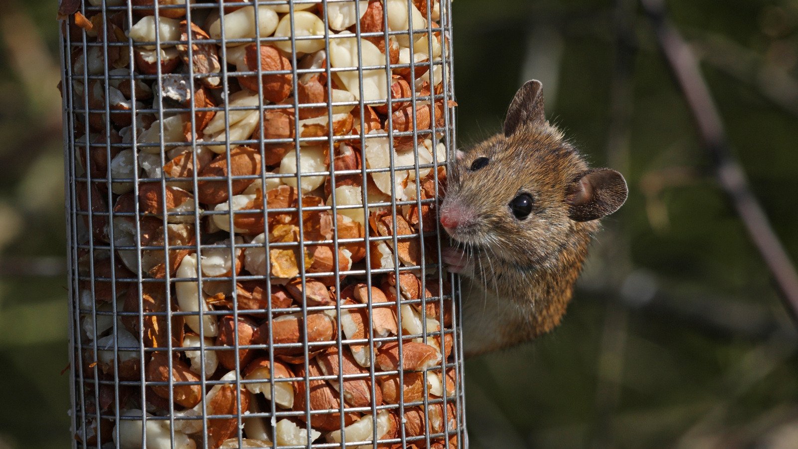 Protect Your Bird Feeder From Unwanted Rodents With These Natural Solutions - House Digest