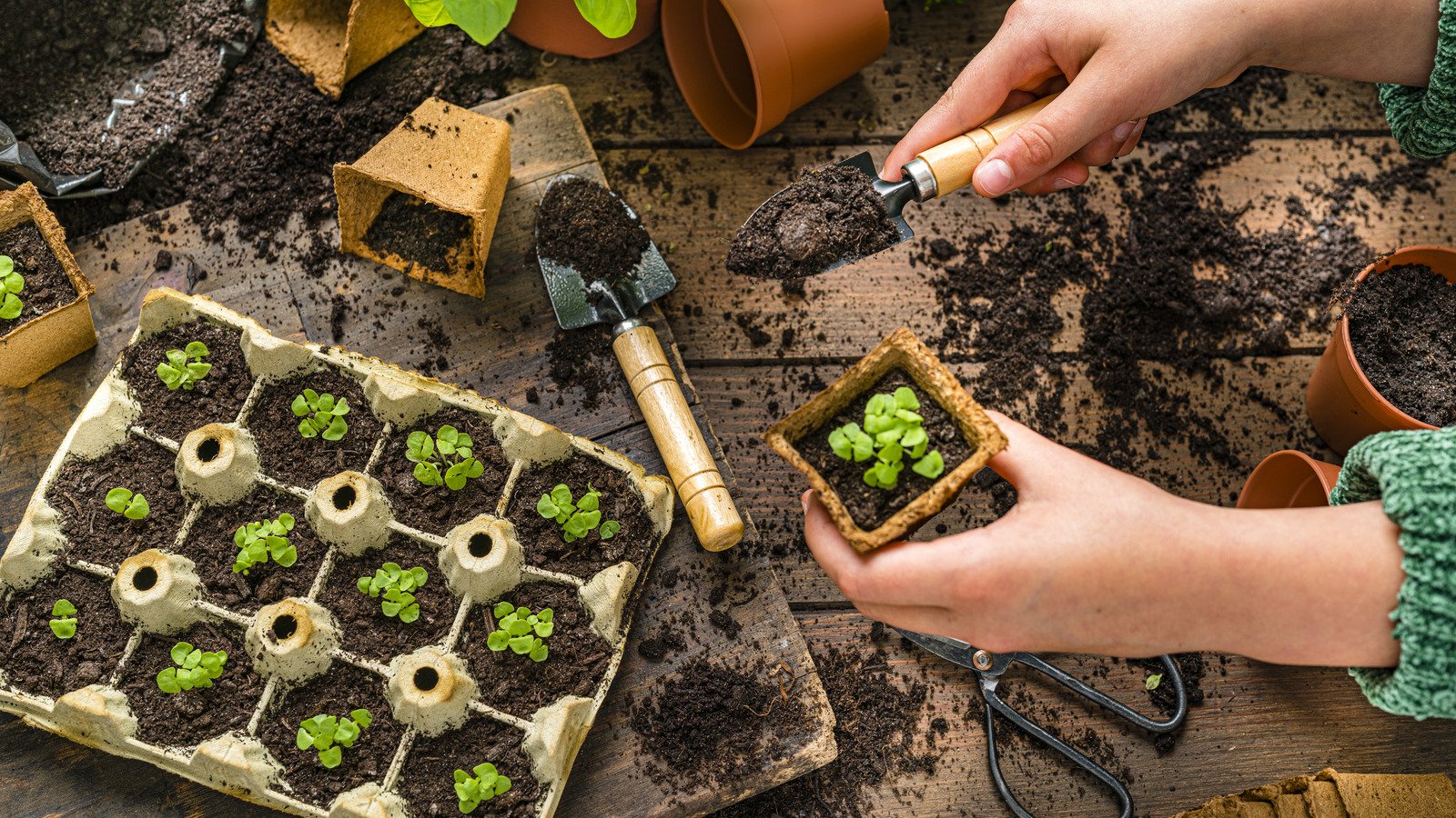 Do I Need To Cover My Seedlings After Planting? - House Digest