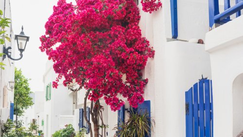 Bougainvillea: Everything You Need To Know Before Planting