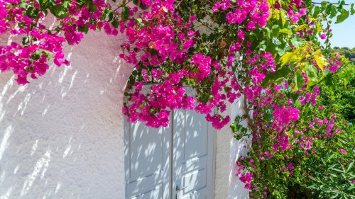 The Gorgeous Species Of Rose That's A Better Alternative To Bougainvillea