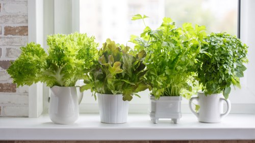How To Grow A Small Herb Garden In A Tiny Kitchen