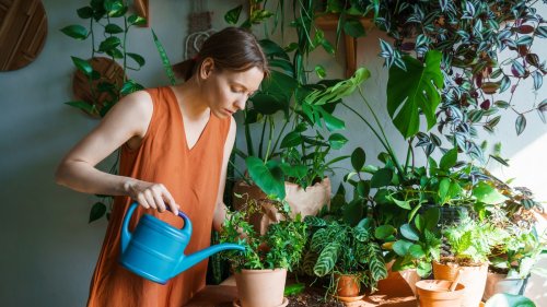 15 Fast-Growing Houseplants To Make Your Interior Space Lush And Green