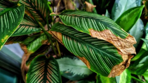 How To Save Your Calathea Plant From Crispy Edges