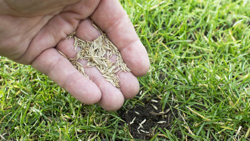Getting Grass Seed To Sprout This Spring Will Be A Breeze With TikTok's Handy Tip