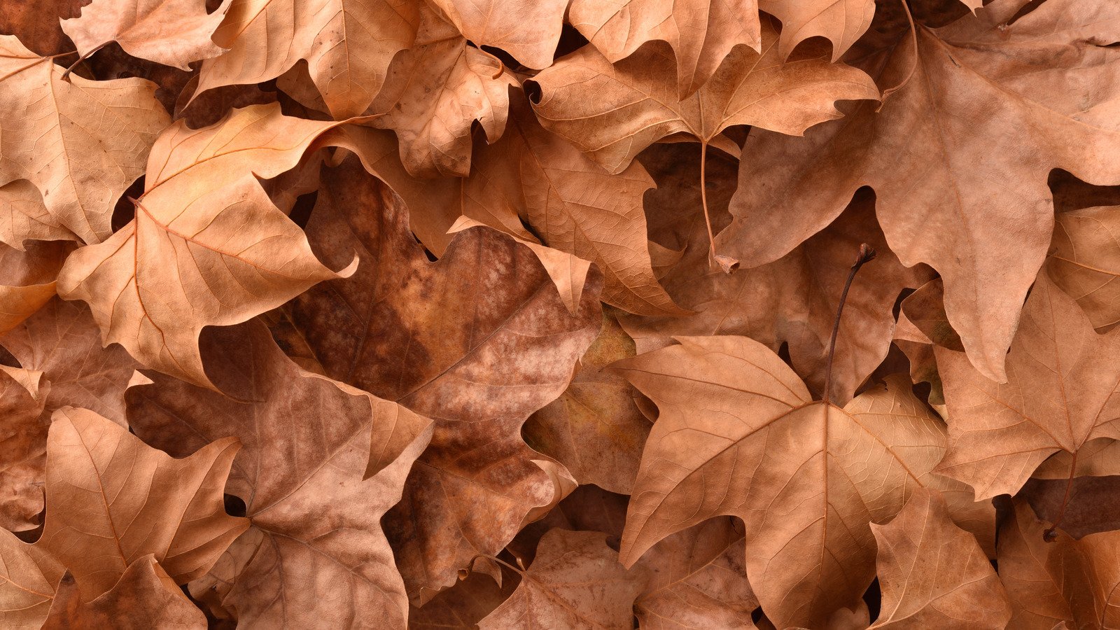 Creative Ways To To Dispose Of Dead Leaves In Fall