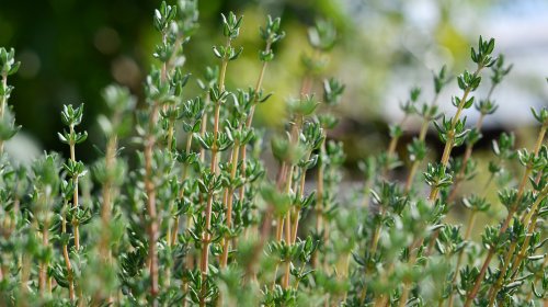 Attract Bees To Your Garden By Planting Thyme