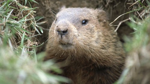 A Sprinkle Of One Common Spice Will Keep Groundhogs Out Of Your Yard