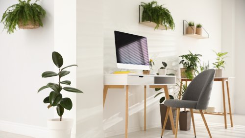 The Best Plants To Spruce Up Your Home Office Atmosphere