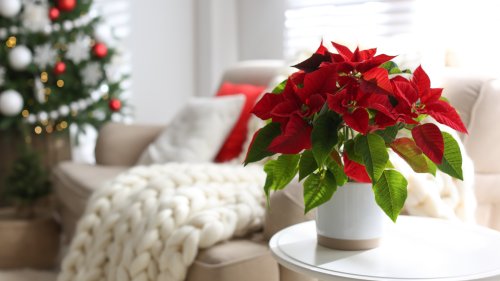 Here's How Often You Should Be Watering Your Poinsettia - House Digest