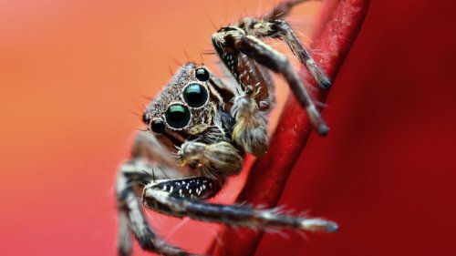 how-to-get-rid-of-spiders-in-your-home-and-prevent-them-from-coming