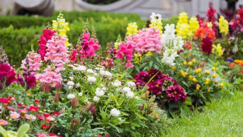 This Is How To Achieve Vibrant Snapdragons All Autumn Long