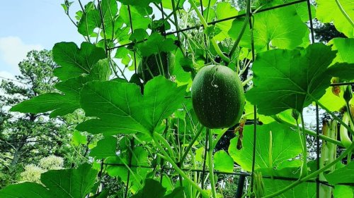10 Vegetables You Should Grow In Your Garden With A Trellis