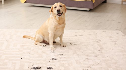The 15 Best Ways To Clean Carpets If You're A Pet Owner
