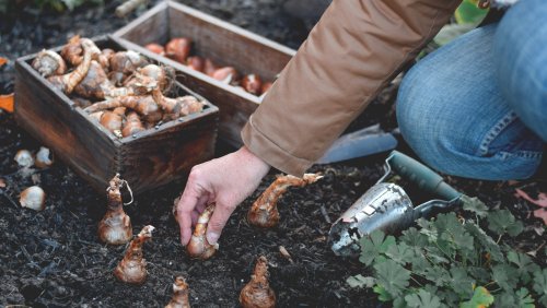 How To Strategically Plant Bulbs In Fall For Maximum Bloom Appeal In Spring - House Digest