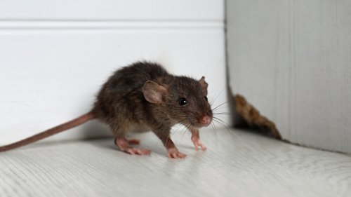 Never Worry About Mice Again With These Secret Weapon Hacks