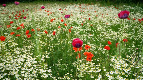 Mistakes Everyone Makes When Planting Poppies - House Digest