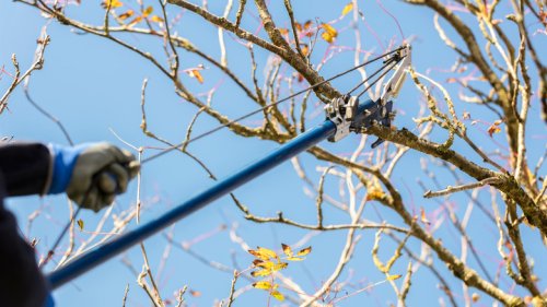 What Is The Best Tree Trimmer On The Market?