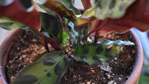 Why Your Rattlesnake Plant Is Losing Leaves (And What To Do About It)