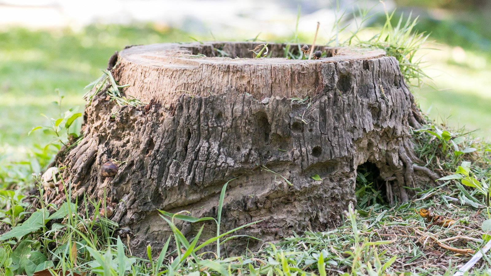 Ways to repurpose an old tree stump in your yard - cover