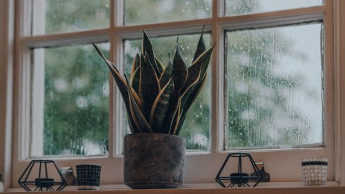Should You Put Your Houseplants Out In The Rain?