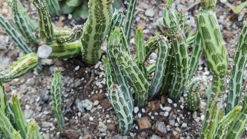 How To Propagate Your Pickle Plant For Even More Succulents