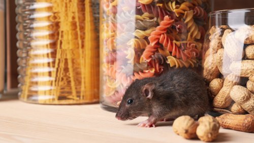 The Secret Weapon You Need To Keep Hungry Mice And Rats Out Of The House