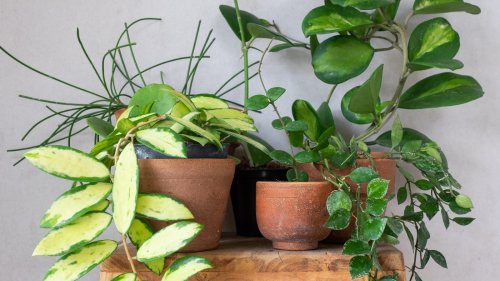 Hoya Plants Everything You Need To Know Before Planting Flipboard