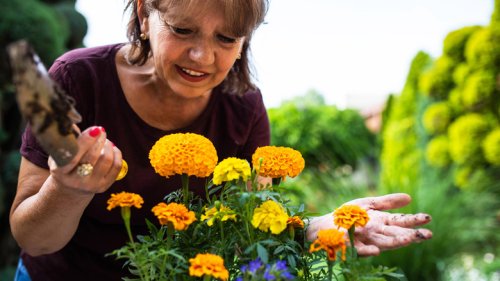 The Marigold Varieties You Might Want To Avoid Planting In Your Garden