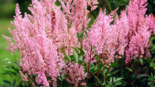 How To Make Sure Your Astilbe Survives The Winter