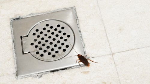 The 7 Best Ways To Keep Bugs Out Of Your Drains