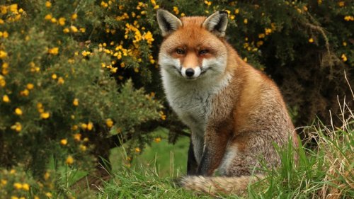 Should You Keep Foxes Out Of Your Yard? Our Expert Provides Insight