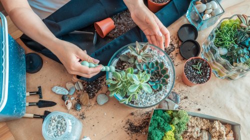 Succulent Plants You Shouldn't Grow Together