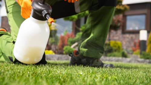 Baby Shampoo Is The Secret Weapon That'll Make Your Lawn Thrive