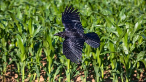The Gardening Hack To Keep Crows Away From Your Corn
