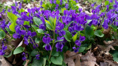Wild Violet Weeds: How To Wrangle This Difficult Plant In Your Lawn