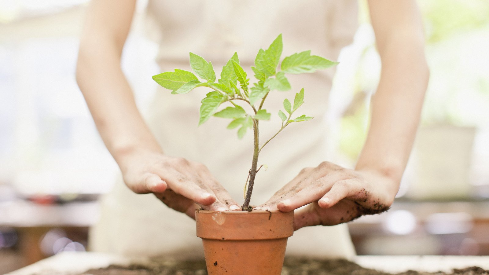 The Genius Garden Fork Hack You'll Want When Working With Seedlings - House Digest