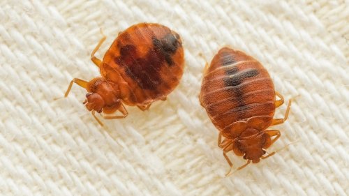 Choosing This Color Of Bed Sheets Could Lead To A Big Bed Bug Problem