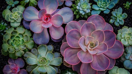 5 Tips To Help You Care For Your Succulents This Winter
