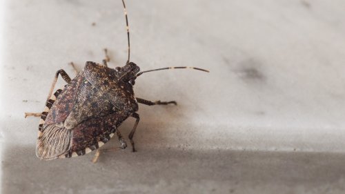 The Handy Household Essential That'll Solve Your Stink Bug Problem Fast