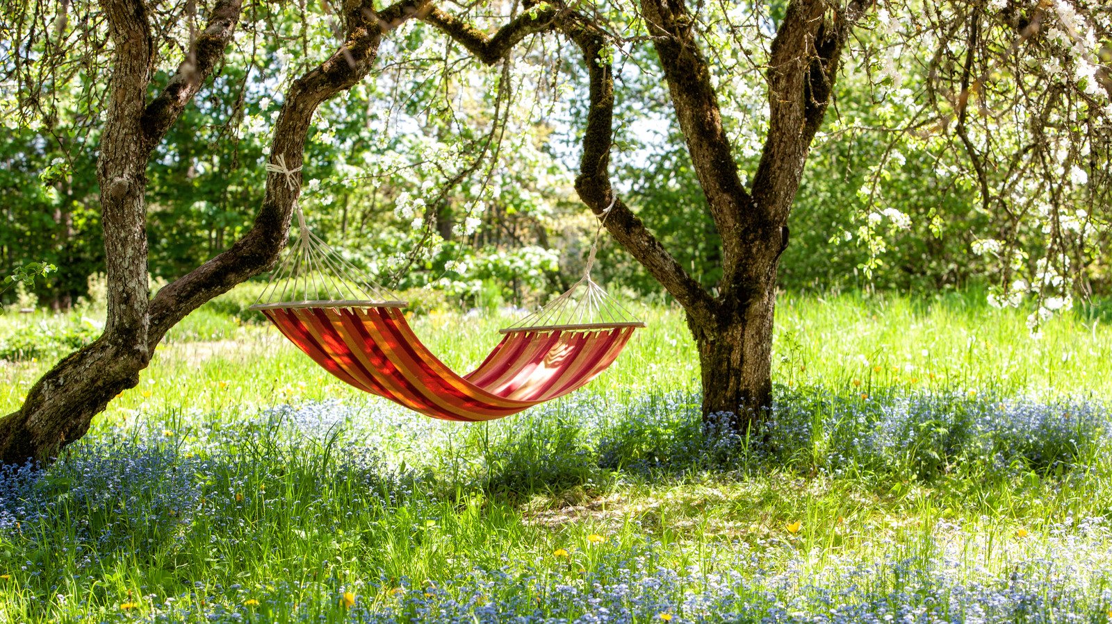 Fast Growing Trees To Create Shade In A Hot Sunny Backyard