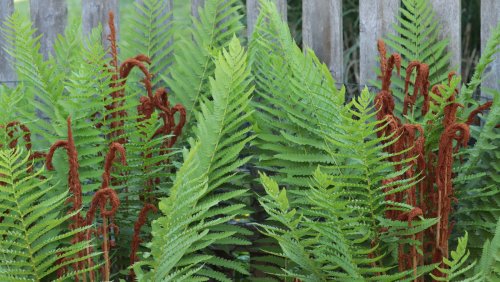 Why Hummingbird Lovers Will Want To Add Cinnamon Fern To Their Garden