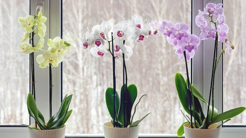 The Best Orchid Varieties For A Naturally Fragrant Home